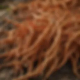 Luxurious roots of Korean Panax ginseng highlighting its natural texture and rich color