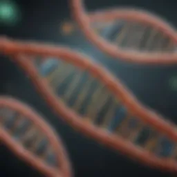 Detailed diagram of mitochondrial DNA structure