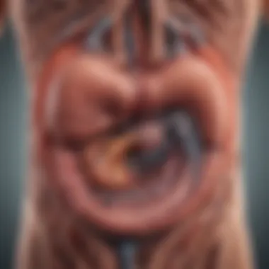 Diagram showing the impact of Parkinson's on the digestive system