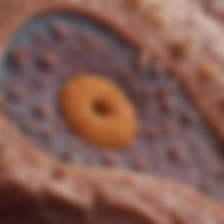 Detailed graphic illustrating the stages of squamous cell carcinoma