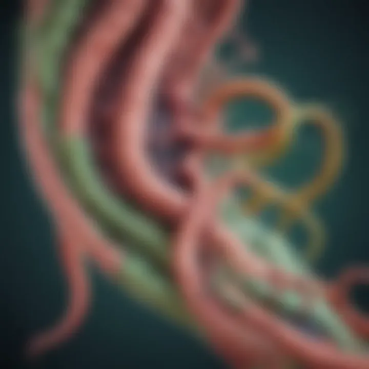 Illustration of gastrointestinal tract affected by H. pylori