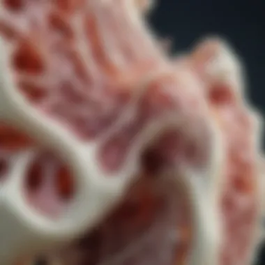 Osteoblastic Activity in Bone Tissues Illustration of osteoblastic activity in bone tissues