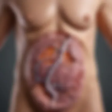 Hormonal Functions of the Pancreas Illustration depicting pancreatic hormone functions