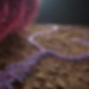 Biological Pathways Leading to Pancreatic Cancer A graphical depiction of biological pathways in the onset of pancreatic cancer.