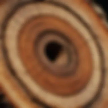 Cross-section of a tree trunk highlighting growth rings