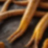 Close-up of turmeric roots showcasing their vibrant yellow color and texture