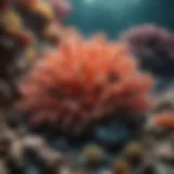 Vibrant coral reefs showcasing healthy symbiotic relationships