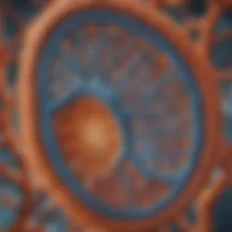 Mitochondrial structure showcasing inner and outer membranes