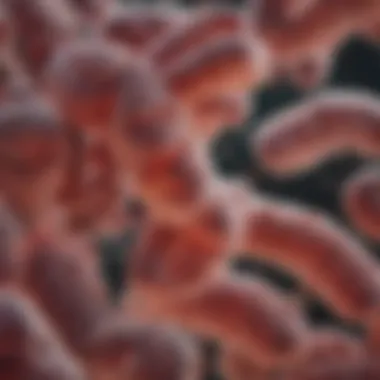Microscopic View of E. coli Bacteria Microscopic view of E. coli bacteria