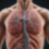 Diagram illustrating the mechanism of action of long acting bronchodilators in COPD