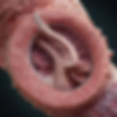 Anatomy of the Pancreas with Cystic Structures Illustration depicting the anatomy of the pancreas with cystic structures