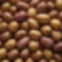 A diverse array of potato varieties showcasing their skin and flesh colors.