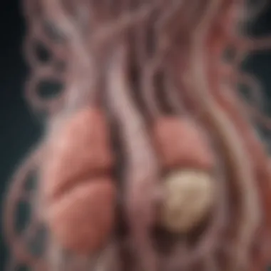 The Gut-Brain Connection Illustration depicting the gut-brain connection