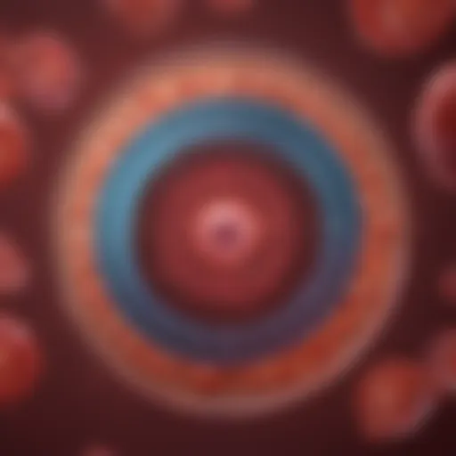 Illustration of the menstrual cycle phases