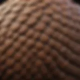 A close-up of a pangolin showcasing its unique keratin scales