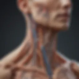Illustration showing the vagus nerve location in the body