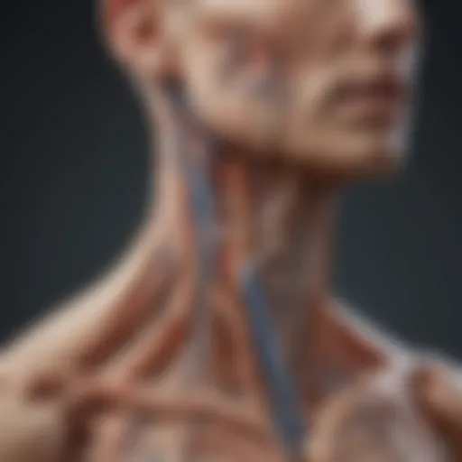 Illustration showing the vagus nerve location in the body