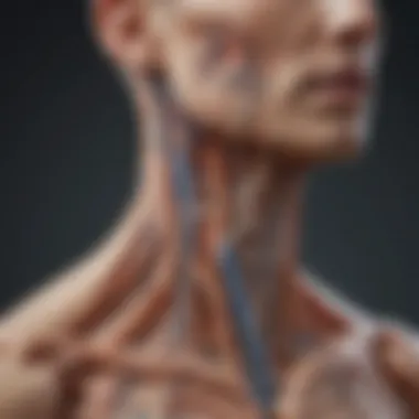 Vagus Nerve Anatomy Illustration showing the vagus nerve location in the body