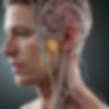 Mechanism of Vagus Nerve Stimulation Diagram explaining the mechanism of vagus nerve stimulation